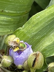 Agapostemon virescens