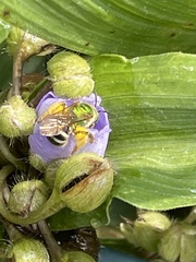 Agapostemon virescens