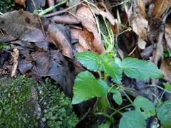 Leidesia procumbens
