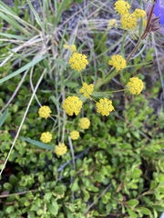 Bupleurum americanum