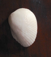 Arcida