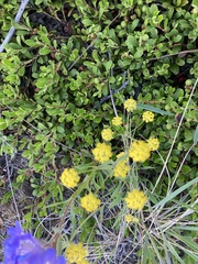 Bupleurum americanum
