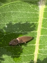 Conoderus lividus