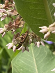 Conoderus lividus