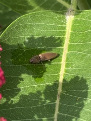 Conoderus lividus