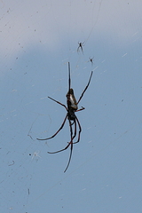 Trichonephila inaurata