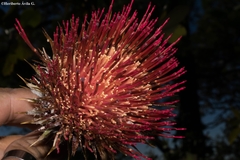 Cirsium anartiolepis