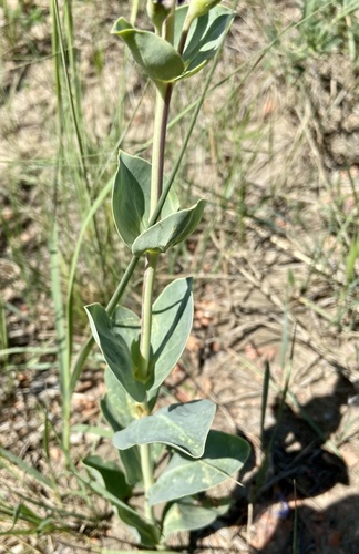 large-flowered beardtongue