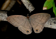 Cissia pompilia