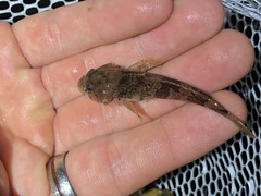 Cottus carolinae