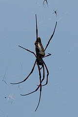 Trichonephila inaurata