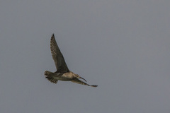 Numenius phaeopus variegatus
