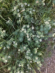 Dorycnium
