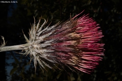 Cirsium anartiolepis
