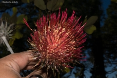 Cirsium anartiolepis