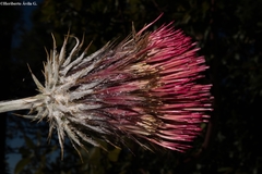 Cirsium anartiolepis
