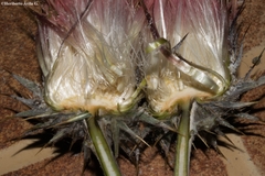 Cirsium anartiolepis