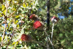 Cirsium anartiolepis