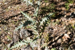 Cirsium anartiolepis