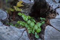 Cardamine oligosperma