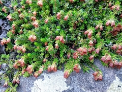 Erica depressa