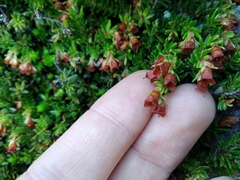 Erica depressa