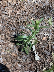 Leucanthemum vulgare