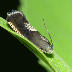 Grapholita tristrigana