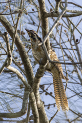 Eudynamys orientalis cyanocephalus