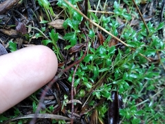 Lobelia eckloniana