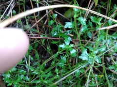 Lobelia eckloniana