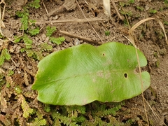 Asplenium scolopendrium image