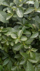 Strobilanthes crispus