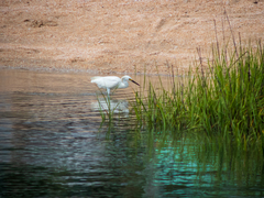 Egretta thula image