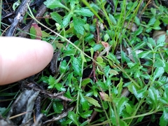 Lobelia eckloniana