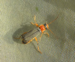 Cantharis lateralis