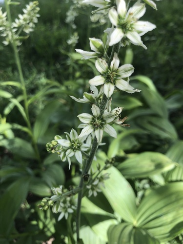 kýchavica biela (Veratrum album)