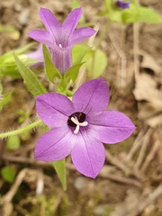Campanula dichotoma