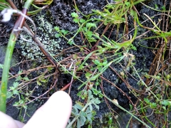 Lobelia eckloniana
