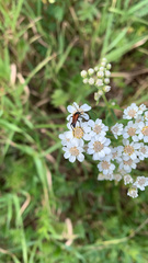 Stenurella melanura