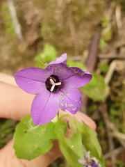 Campanula dichotoma