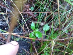 Lobelia eckloniana