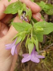 Campanula dichotoma