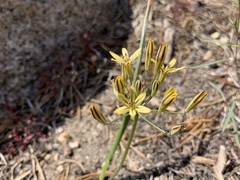 Triteleia ixioides
