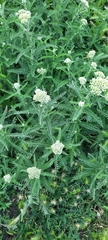 Achillea millefolium