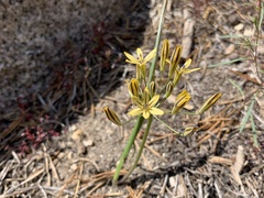 Triteleia ixioides