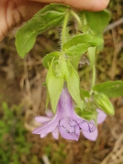 Campanula dichotoma