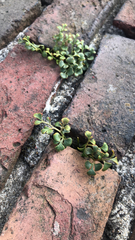 Asplenium ruta-muraria