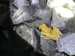Polypedates