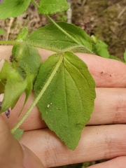 Campanula dichotoma